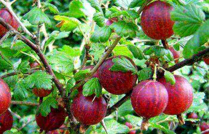 best varieties of gooseberries