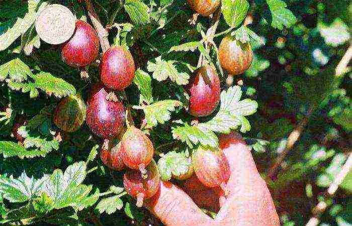 best varieties of gooseberries