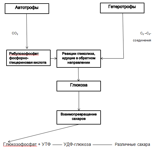 karamihan sa mga pathogenic microorganism ay lumago