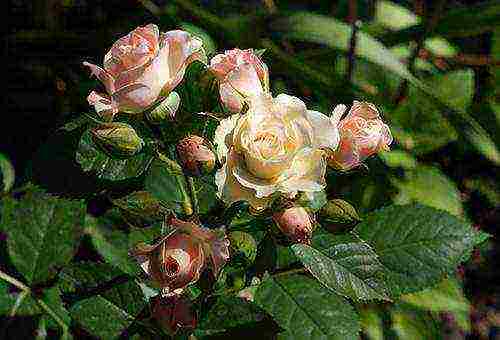 border roses the best varieties
