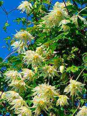 botanical clematis pinakamahusay na mga pagkakaiba-iba