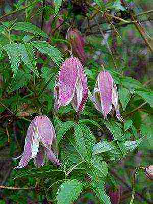 botanical clematis ang pinakamahusay na mga pagkakaiba-iba