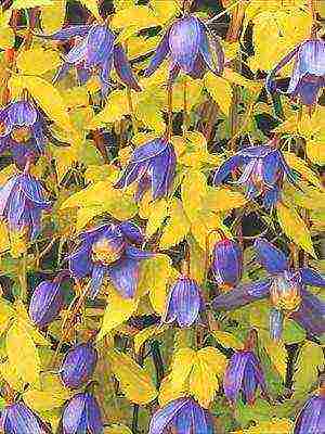 botanical clematis best varieties