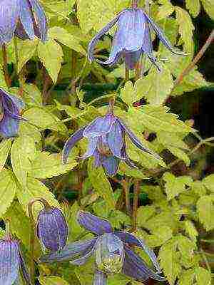 botanical clematis pinakamahusay na mga pagkakaiba-iba