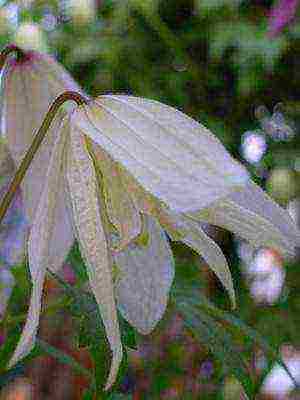 botanical clematis ang pinakamahusay na mga pagkakaiba-iba