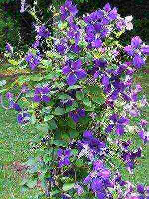 botanical clematis best varieties