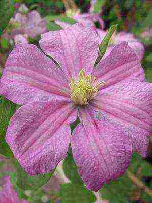 botanical clematis best varieties