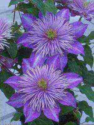 botanical clematis best varieties