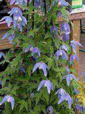 botanical clematis ang pinakamahusay na mga pagkakaiba-iba