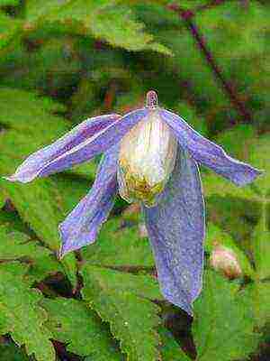 botanical clematis ang pinakamahusay na mga pagkakaiba-iba