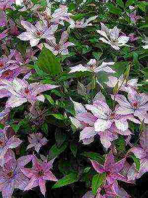 botanical clematis best varieties