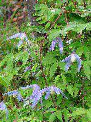 botanical clematis ang pinakamahusay na mga pagkakaiba-iba