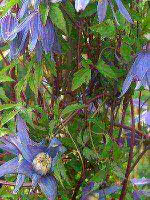 botanical clematis ang pinakamahusay na mga pagkakaiba-iba