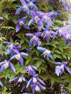 botanical clematis best varieties