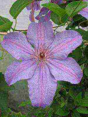 botanical clematis pinakamahusay na mga pagkakaiba-iba