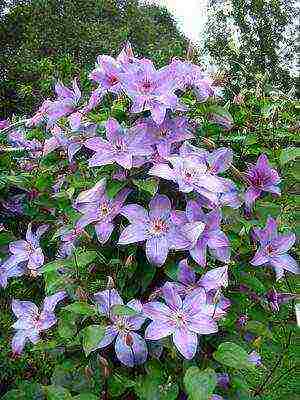 botanical clematis ang pinakamahusay na mga pagkakaiba-iba