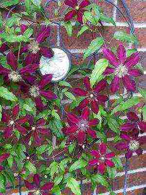 botanical clematis best varieties