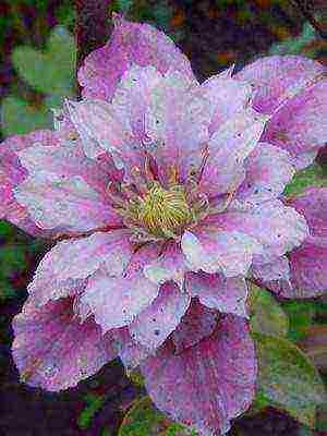 botanical clematis best varieties