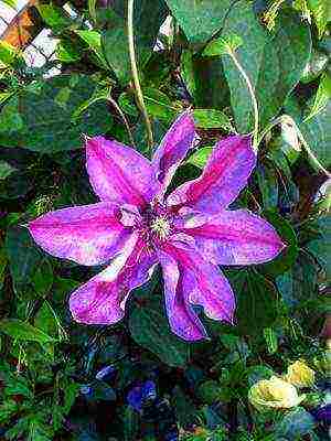 botanical clematis pinakamahusay na mga pagkakaiba-iba