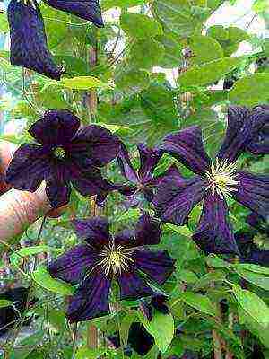 botanical clematis ang pinakamahusay na mga pagkakaiba-iba