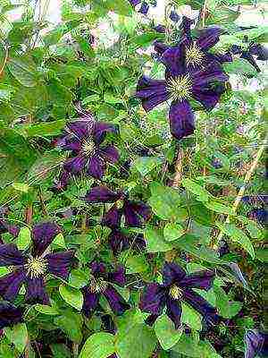 botanical clematis pinakamahusay na mga pagkakaiba-iba