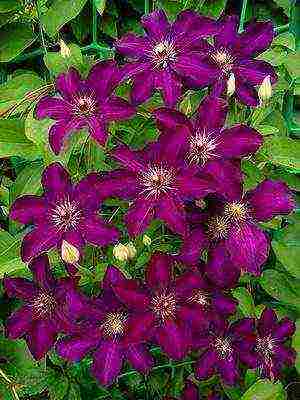 botanical clematis best varieties