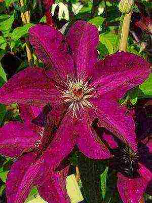 botanical clematis best varieties