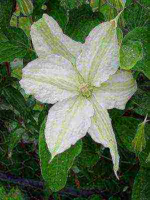 botanical clematis best varieties