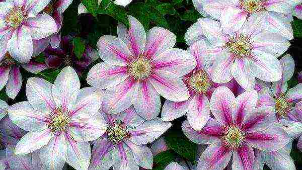 botanical clematis best varieties