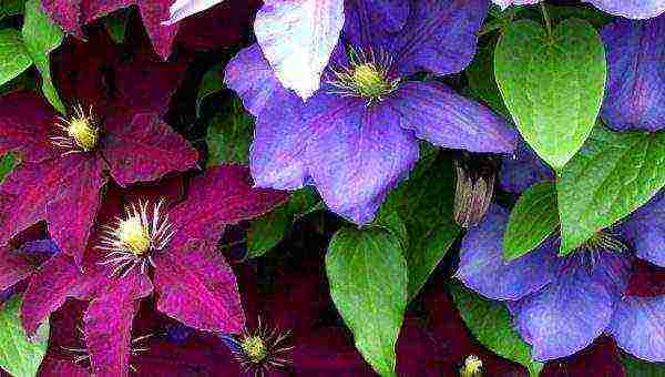 botanical clematis best varieties