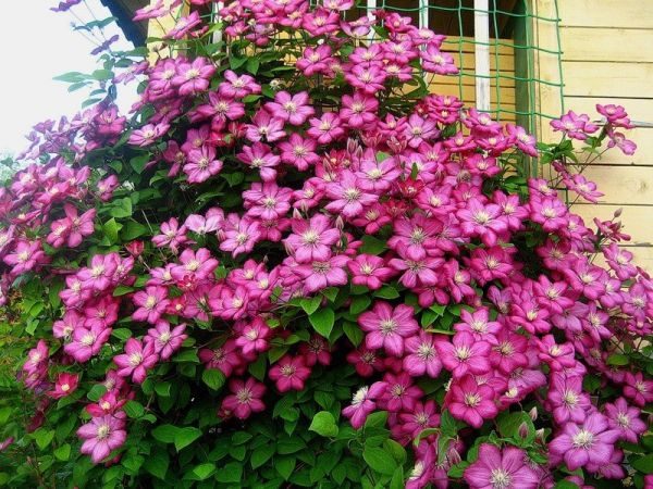 botanical clematis ang pinakamahusay na mga pagkakaiba-iba