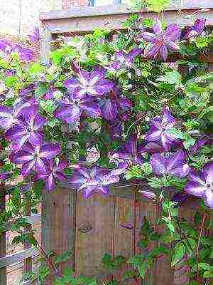 botanical clematis pinakamahusay na mga pagkakaiba-iba