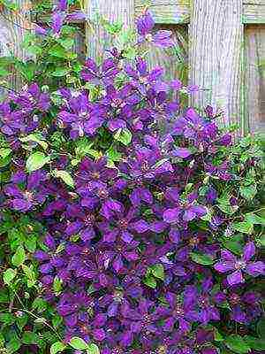 botanical clematis the best varieties