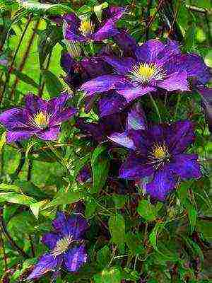 botanical clematis pinakamahusay na mga pagkakaiba-iba