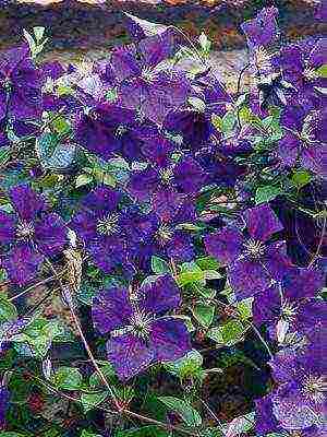 botanical clematis the best varieties