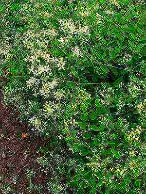 botanical clematis pinakamahusay na mga pagkakaiba-iba