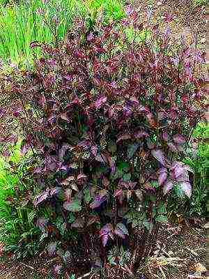 botanical clematis pinakamahusay na mga pagkakaiba-iba