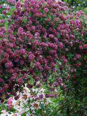 botanical clematis pinakamahusay na mga pagkakaiba-iba