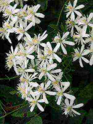 botanical clematis pinakamahusay na mga pagkakaiba-iba