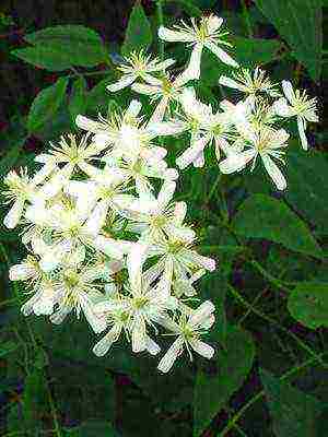 botanical clematis pinakamahusay na mga pagkakaiba-iba