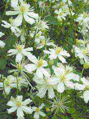 botanical clematis best varieties