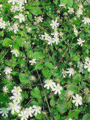 botanical clematis pinakamahusay na mga pagkakaiba-iba