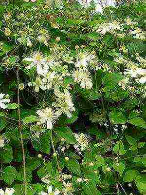 botanical clematis pinakamahusay na mga pagkakaiba-iba