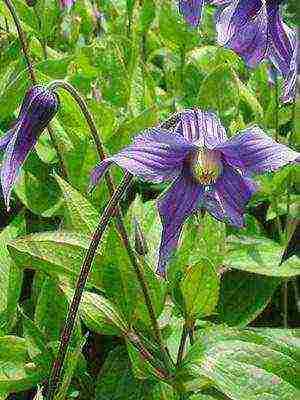 botanical clematis pinakamahusay na mga pagkakaiba-iba