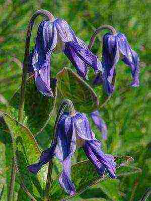 botanical clematis pinakamahusay na mga pagkakaiba-iba