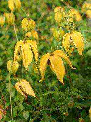 botanical clematis pinakamahusay na mga pagkakaiba-iba