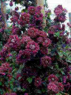 botanical clematis ang pinakamahusay na mga pagkakaiba-iba