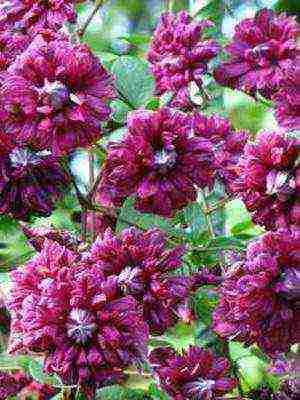 botanical clematis best varieties