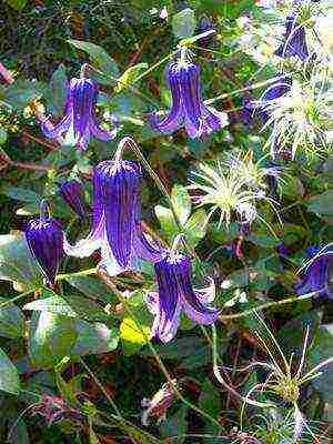 botanical clematis pinakamahusay na mga pagkakaiba-iba