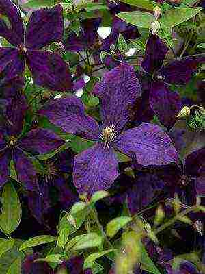 botanical clematis best varieties